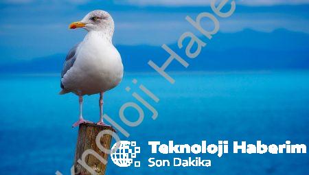 İki Renk Deniz