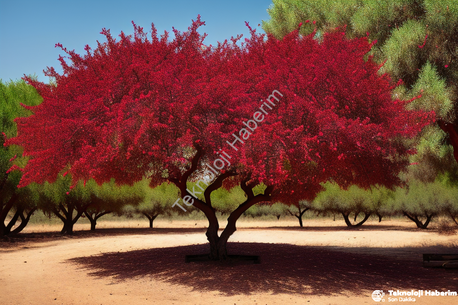 Yağ Oranı En Yüksek Zeytin Çeşidi