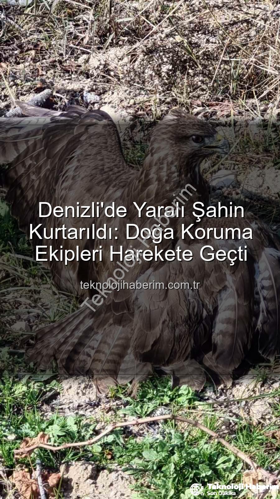 Denizli'de yaralı şahin - Denizli'de Yaralı Şahin Kurtarıldı: Doğa Koruma Ekipleri Harekete Geçti
