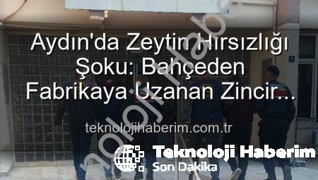 Aydın’da Zeytin Hırsızlığı Şoku: Bahçeden Fabrikaya Uzanan Zincir Kırıldı!