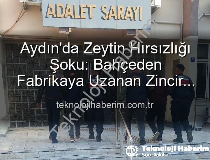 zeytin hırsızlığı - Aydın'da Zeytin Hırsızlığı Şoku: Bahçeden Fabrikaya Uzanan Zincir Kırıldı!