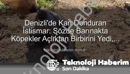 Denizli’de Kan Donduran İstismar: Sözde Barınakta Köpekler Açlıktan Birbirini Yedi, Yurt Dışı Bağışlar Kayıp!