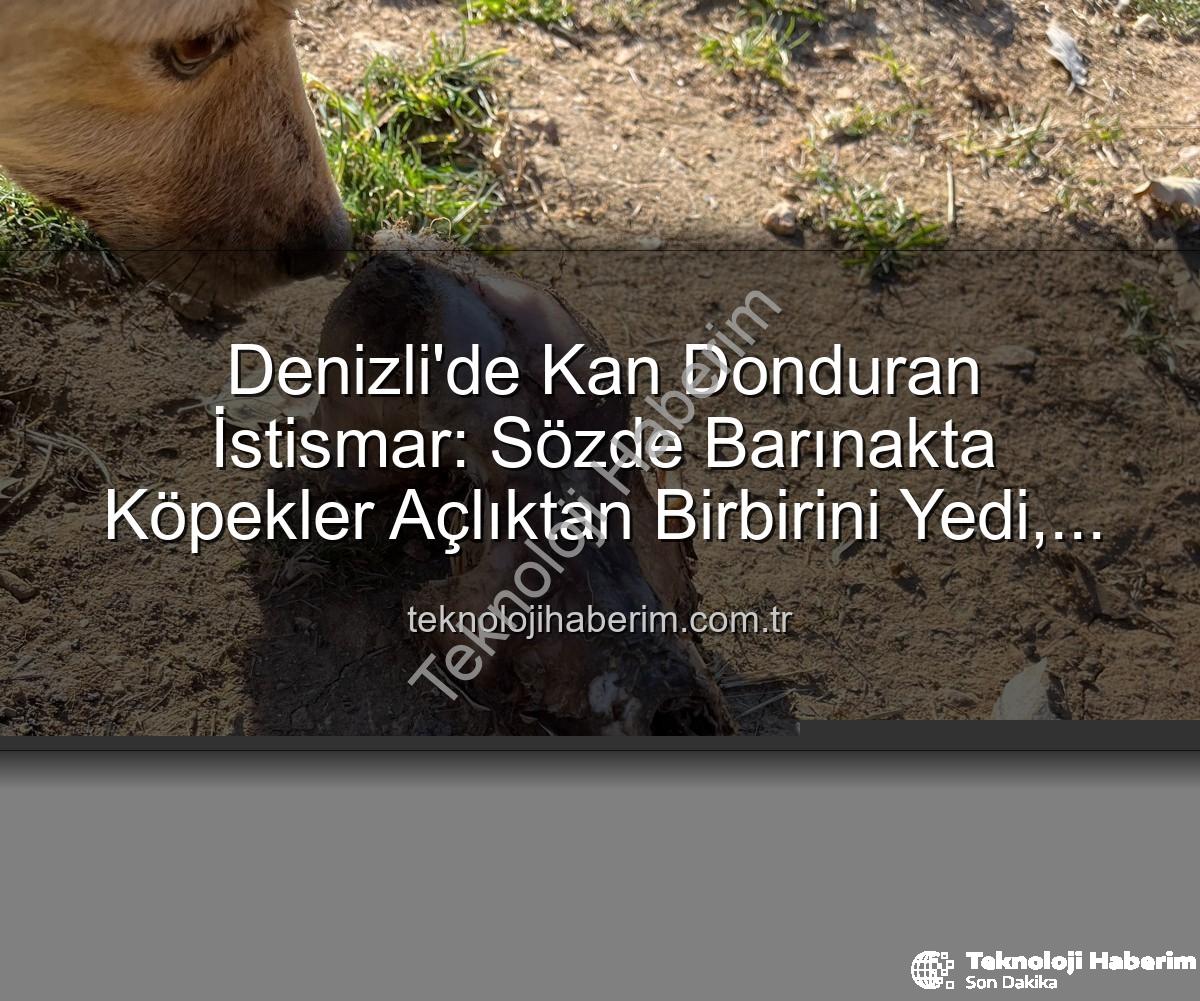 hayvan istismarı - Denizli'de Kan Donduran İstismar: Sözde Barınakta Köpekler Açlıktan Birbirini Yedi, Yurt Dışı Bağışlar Kayıp!