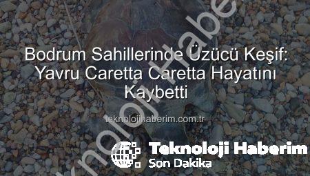 Bodrum Sahillerinde Üzücü Keşif: Yavru Caretta Caretta Hayatını Kaybetti