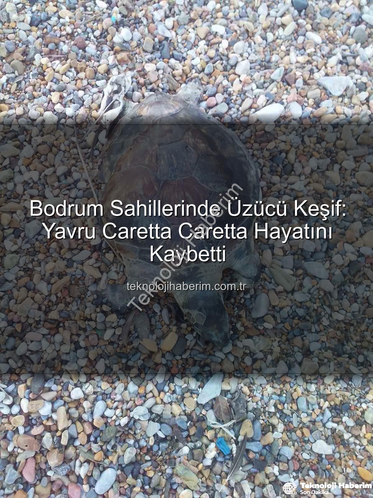 caretta caretta - Bodrum Sahillerinde Üzücü Keşif: Yavru Caretta Caretta Hayatını Kaybetti