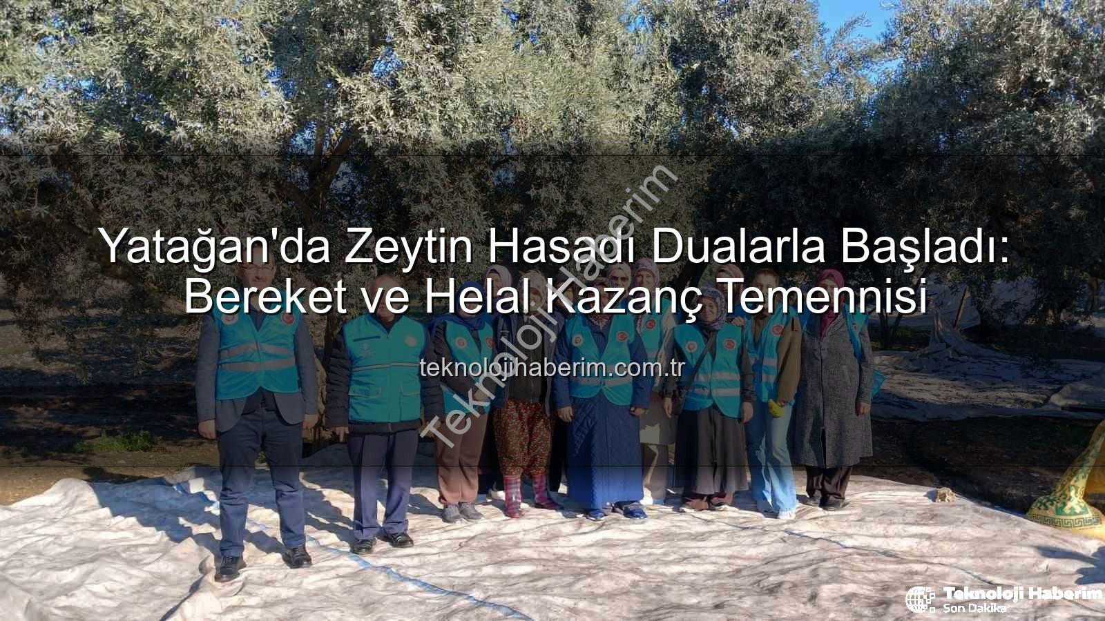 Yatağan zeytin hasadı - Yatağan'da Zeytin Hasadı Dualarla Başladı: Bereket ve Helal Kazanç Temennisi