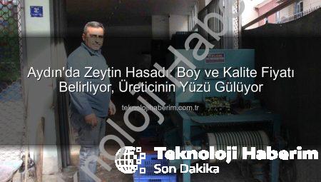 Aydın’da Zeytin Hasadı: Boy ve Kalite Fiyatı Belirliyor, Üreticinin Yüzü Gülüyor