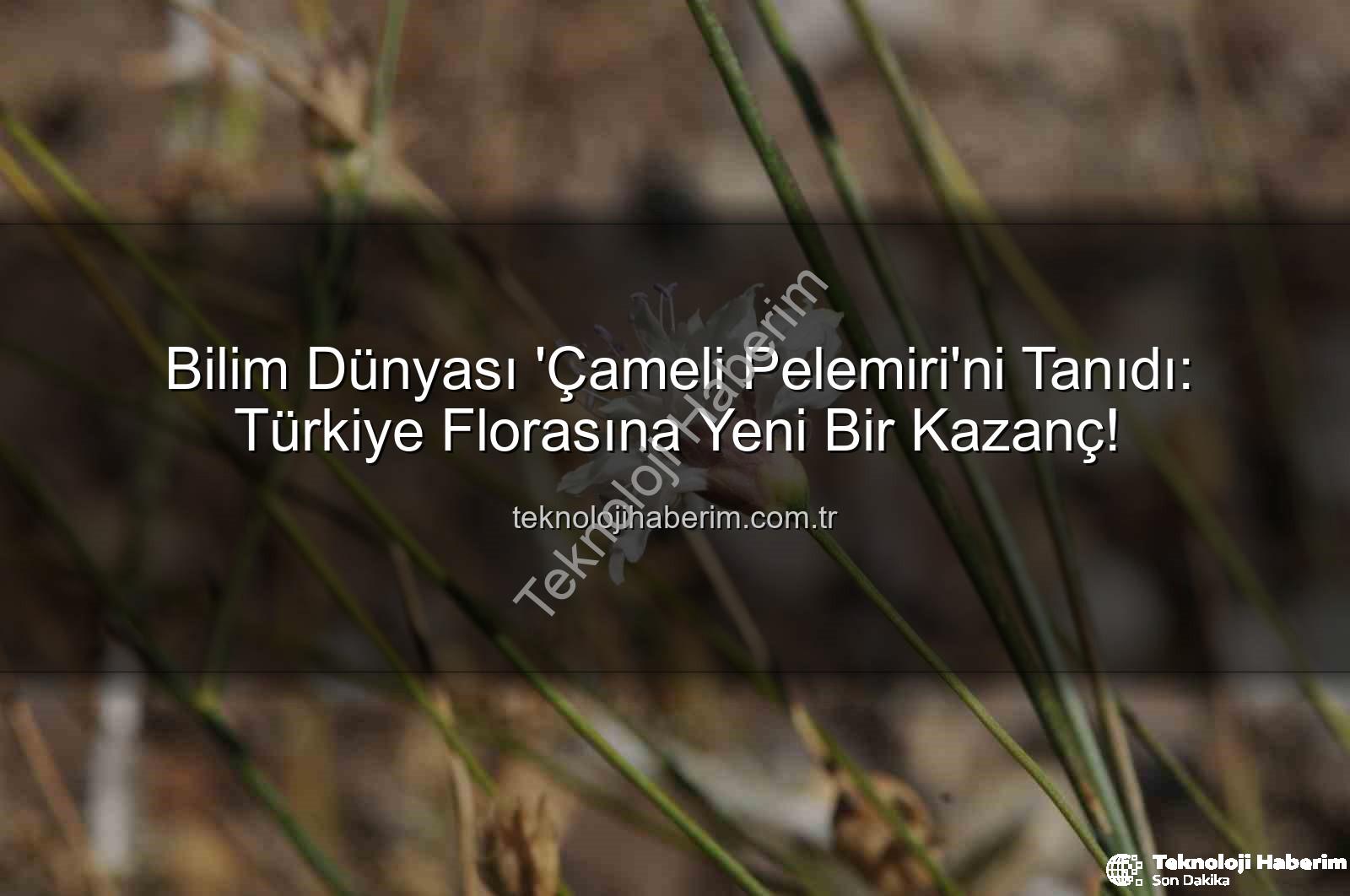 Çameli pelemiri - Bilim Dünyası 'Çameli Pelemiri'ni Tanıdı: Türkiye Florasına Yeni Bir Kazanç!