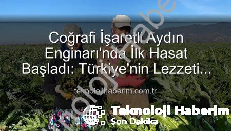 Coğrafi İşaretli Aydın Enginarı’nda İlk Hasat Başladı: Türkiye’nin Lezzeti Tarladan Sofraya Ulaşıyor
