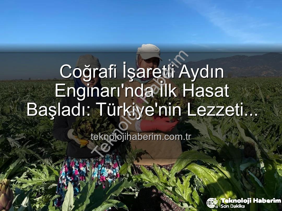 Aydın Enginarı - Coğrafi İşaretli Aydın Enginarı'nda İlk Hasat Başladı: Türkiye'nin Lezzeti Tarladan Sofraya Ulaşıyor