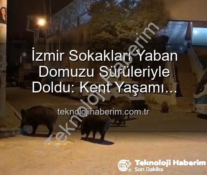 yaban domuzu - İzmir Sokakları Yaban Domuzu Sürüleriyle Doldu: Kent Yaşamı Tehlikede mi?